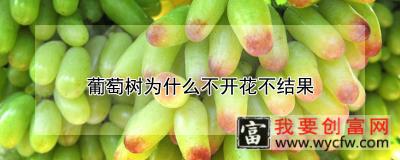 葡萄树为什么不开花不结果