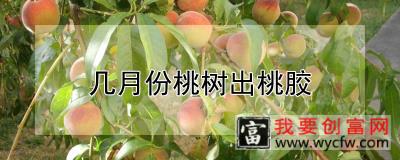 几月份桃树出桃胶