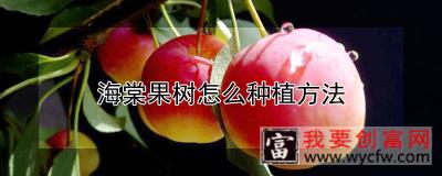 海棠果树怎么种植方法