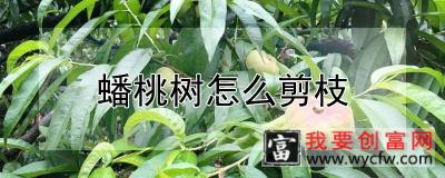 蟠桃树怎么剪枝