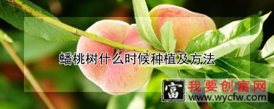 蟠桃树什么时候种植及方法