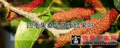 四季果桑是四季结果吗