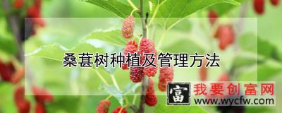 桑葚树种植及管理方法