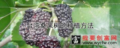 台湾桑果树的种植方法