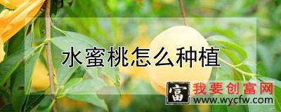 水蜜桃怎么种植