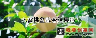 水蜜桃盆栽会结果吗