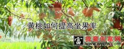 黄桃如何提高坐果率