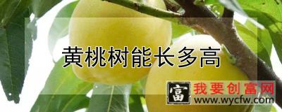 黄桃树能长多高