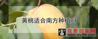 黄桃适合南方种植吗