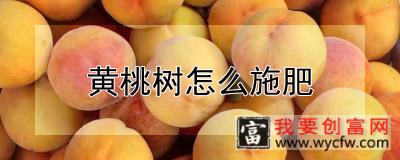 黄桃树怎么施肥