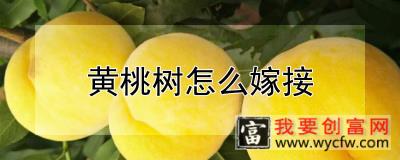 黄桃树怎么嫁接