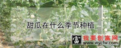 甜瓜在什么季节种植