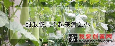 甜瓜膨果不起来怎么办