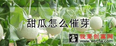 甜瓜怎么催芽