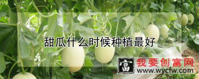 甜瓜什么时候种植最好