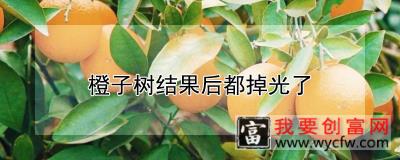 橙子树结果后都掉光了