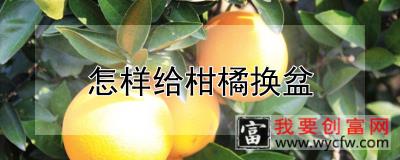 怎样给柑橘换盆