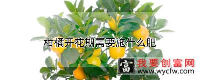 柑橘开花期需要施什么肥