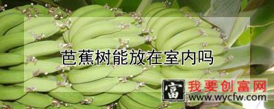 芭蕉树能放在室内吗