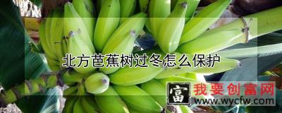 北方芭蕉树过冬怎么保护