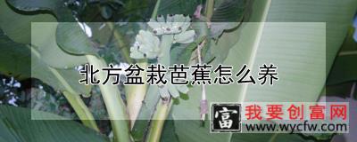 北方盆栽芭蕉怎么养