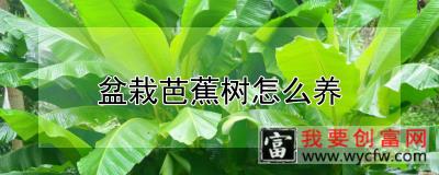 盆栽芭蕉树怎么养