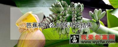 芭蕉树什么时候开花结果