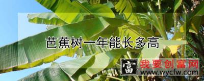 芭蕉树一年能长多高