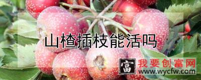 山楂插枝能活吗