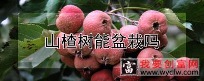 山楂树能盆栽吗