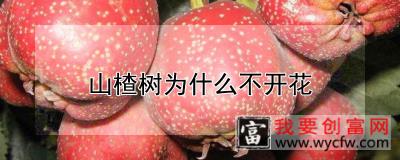 山楂树为什么不开花