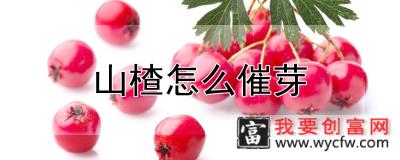 山楂怎么催芽