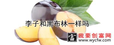 李子和黑布林一样吗