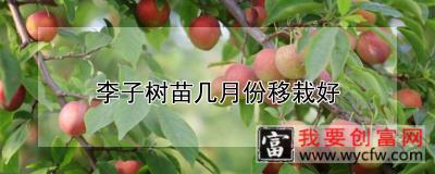 李子树苗几月份移栽好