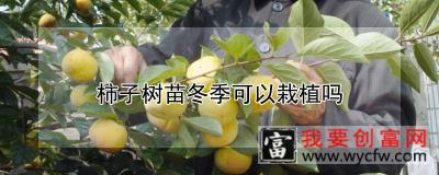 柿子树苗冬季可以栽植吗