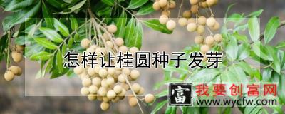 怎样让桂圆种子发芽