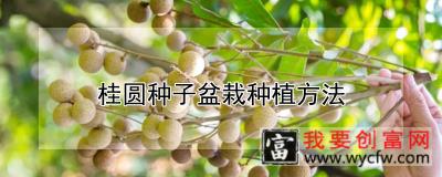 桂圆种子盆栽种植方法