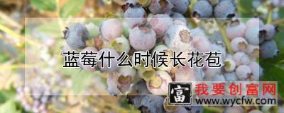 蓝莓什么时候长花苞