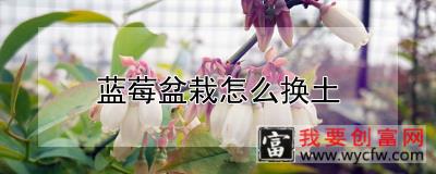 蓝莓盆栽怎么换土