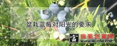 盆栽蓝莓对阳光的要求