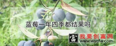 蓝莓一年四季都结果吗