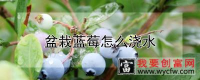 盆栽蓝莓怎么浇水