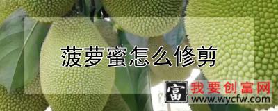 菠萝蜜怎么修剪