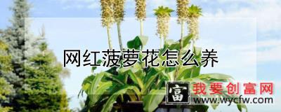 网红菠萝花怎么养