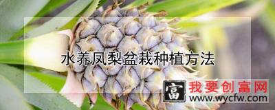 水养凤梨盆栽种植方法