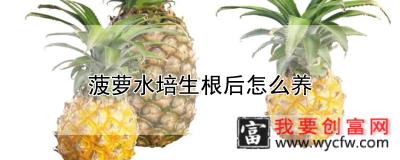 菠萝水培生根后怎么养