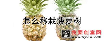 怎么移栽菠萝树