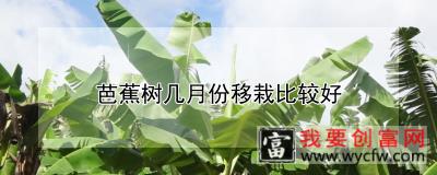 芭蕉树几月份移栽比较好