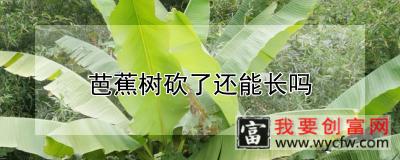 芭蕉树砍了还能长吗