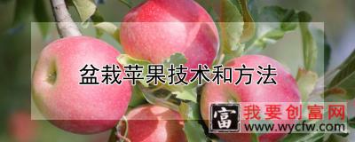 盆栽苹果技术和方法